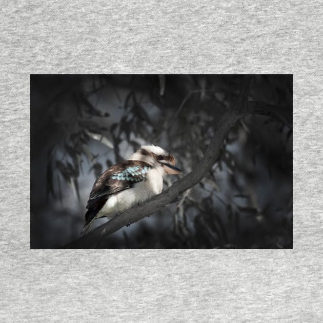 Laughing kookaburra_6234A by seadogprints